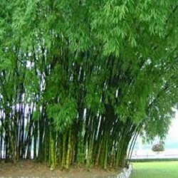 Cây tre