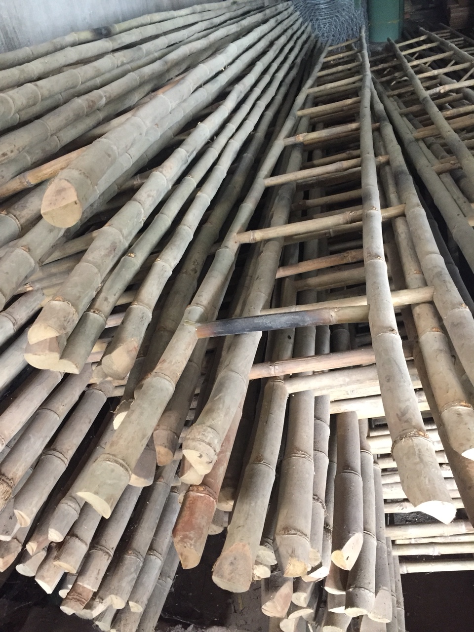 Cây chống tầm vông