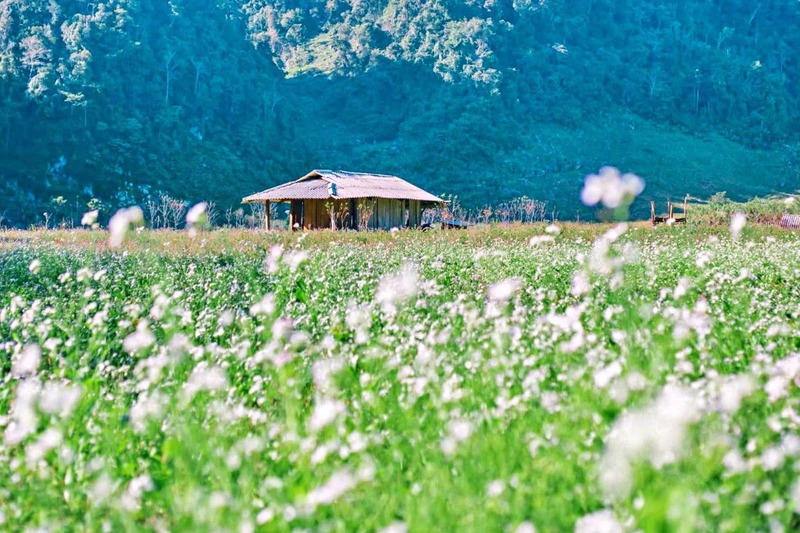 Tour du lịch Mộc Châu