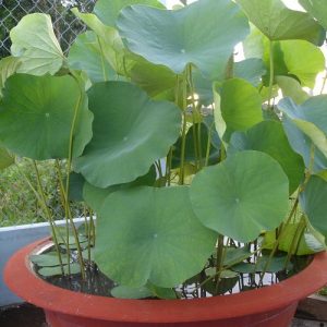 Cây sen