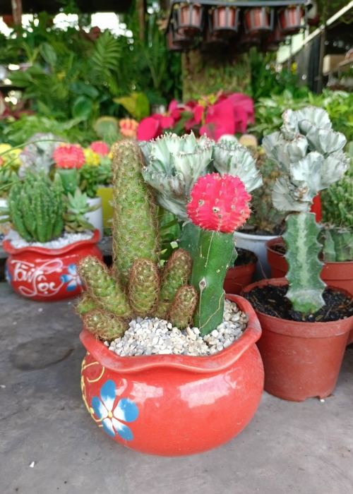 Cây hoa xương rồng