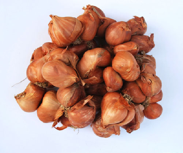 Hành bắc