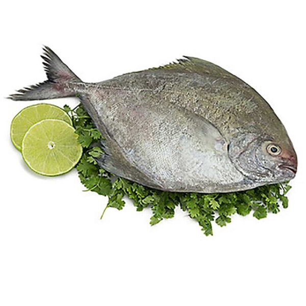 Cá chim đen