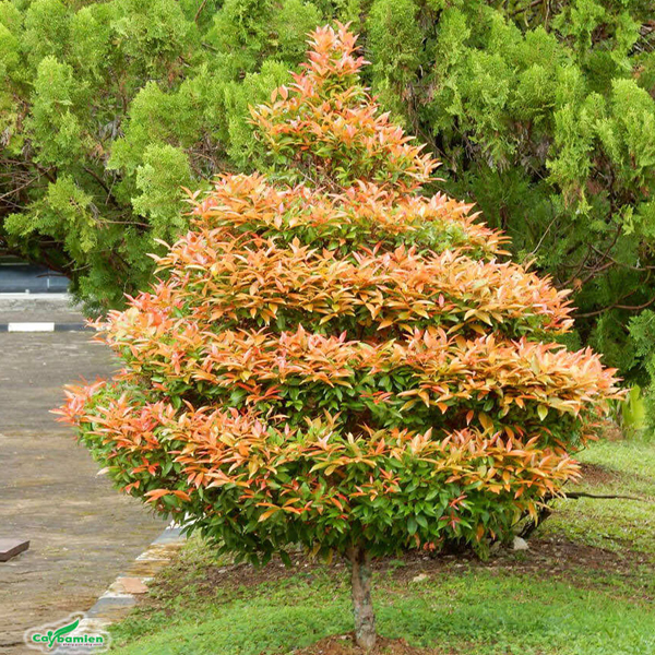 Cây hồng lộc