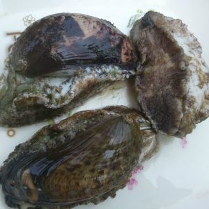 Bào ngư