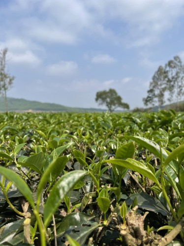 Chè xanh các loại
