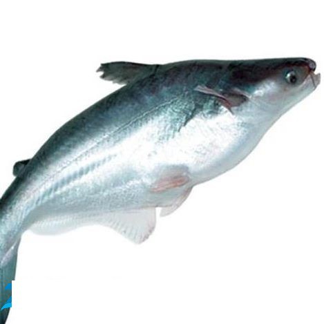 Cá Basa