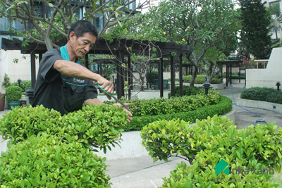 Dịch vụ chăm sóc cây cảnh chung cư khách sạn