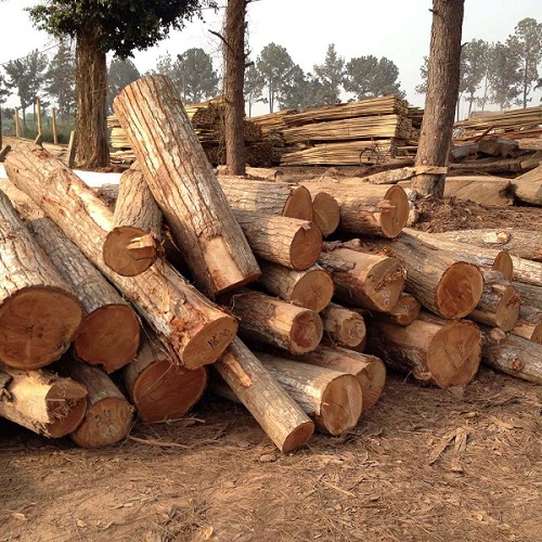 Gỗ Senya Ghana