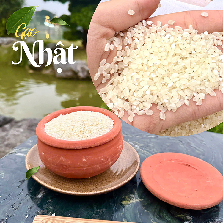Gạo nhật