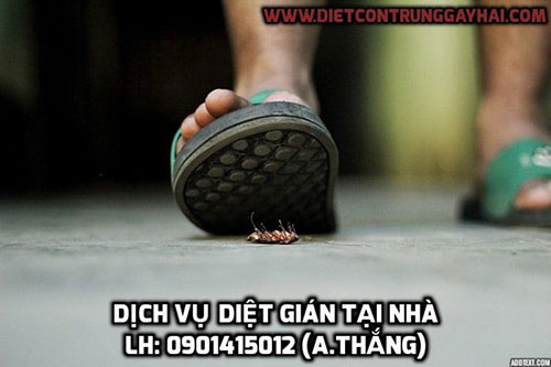 Dịch vụ diệt gián