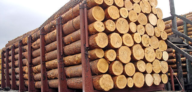 Gỗ thông tròn Mỹ