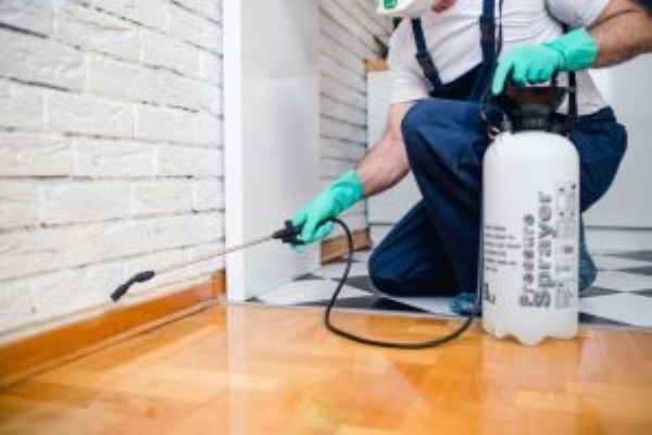 Dịch vụ diệt mối tận gốc
