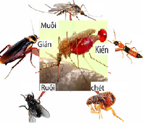 Dịch Vụ Diệt Côn Trùng