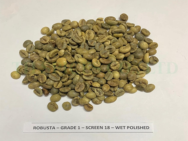 Hạt cà phê xanh Robusta đánh bóng ướt