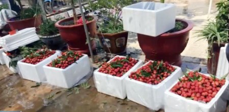 Thùng xốp đựng nông sản