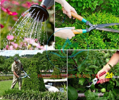 Dịch Vụ Chăm Sóc Và Bảo Dưỡng Cây Xanh
