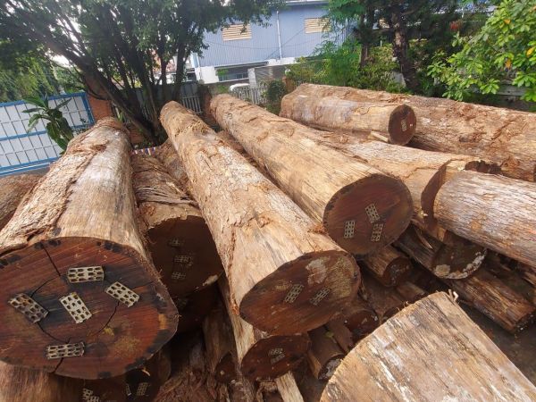 Gỗ sồi trắng
