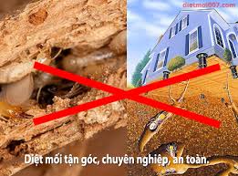 Dịch vụ diệt mối
