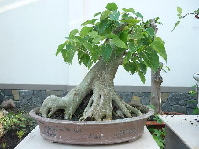 Cây bồ đề