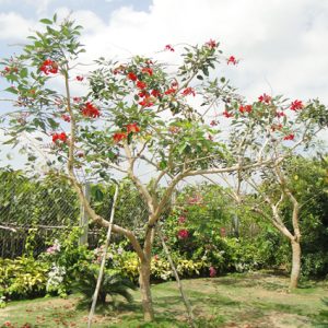 Cây Osaka đỏ