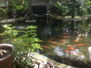 Thiết Kế Thi Công Bể Cá Koi