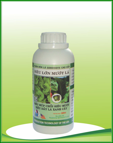 Siêu lớn mướt lá