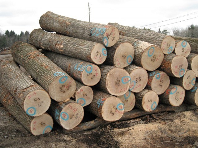 Gỗ tần bì tròn