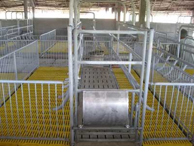 Lồng úm heo con