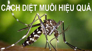 Dịch Vụ Phun Thuốc Diệt Muỗi Tại Nhà