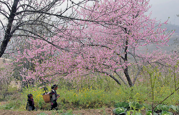 Tour Sapa
