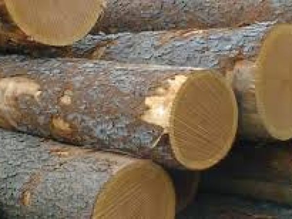 Gỗ sồi đỏ