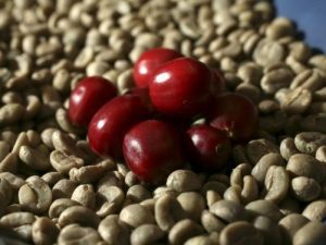 Cà phê Robusta nhân xanh