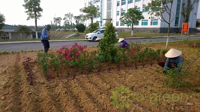 Thiết kế, thi công sân vườn