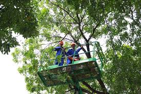 Dịch Vụ Cắt Tỉa, Chặt Cây Xanh