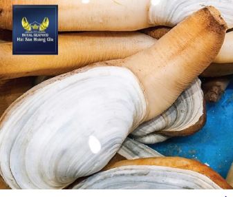 Ốc vòi voi Canada