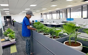 Dịch Vụ Cây Xanh Văn Phòng
