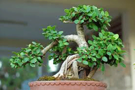 Cây bonsai