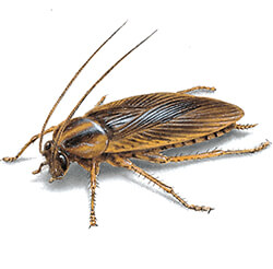 Dịch vụ diệt gián