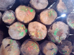 Gỗ Sồi Trắng