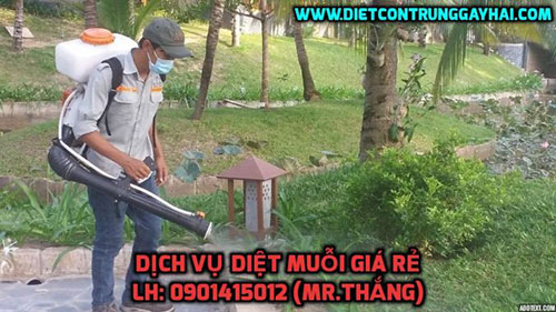 Dịch vụ diệt muỗi