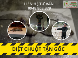 Dịch vụ diệt chuột