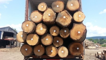 Gỗ sồi tròn Mỹ