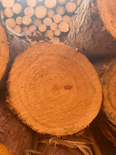 Gỗ tròn Hinoki