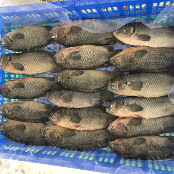 Cá koi đông lạnh