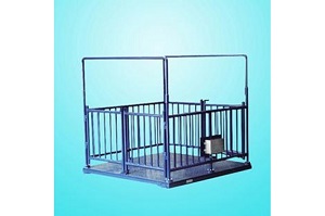 Cân heo Kingbird mettler