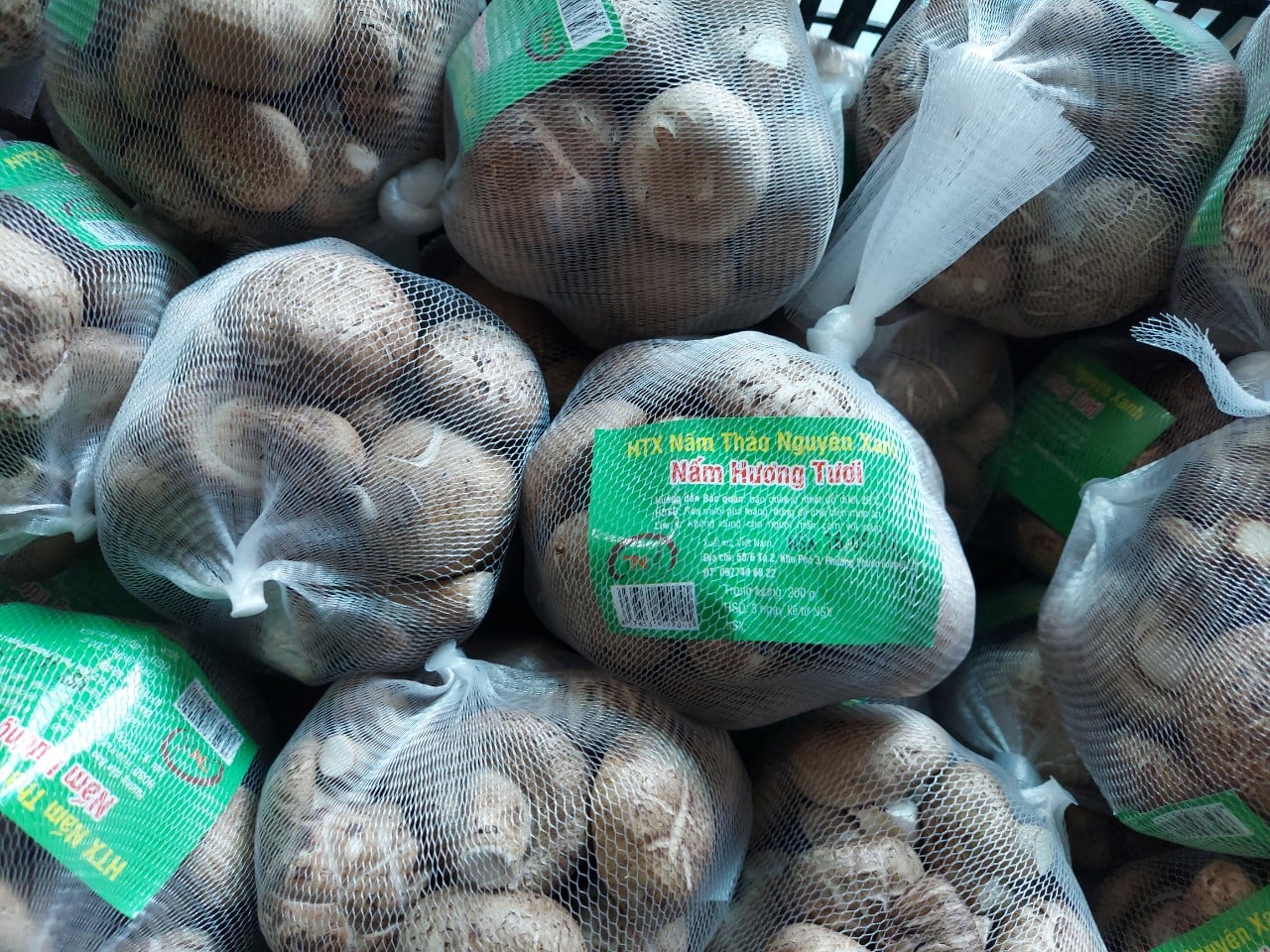Nấm hương tươi
