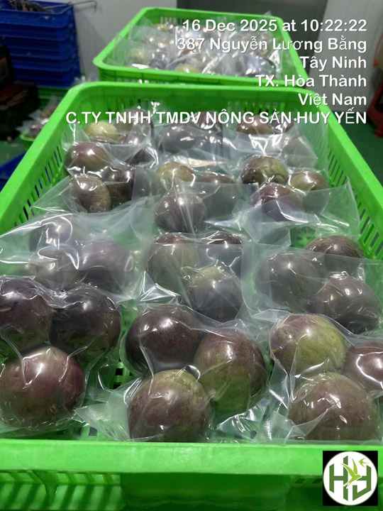 Vú sữa cấp đông