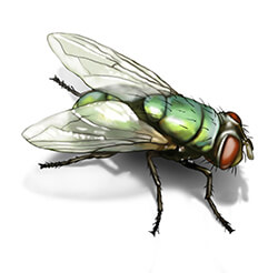 Dịch vụ diệt ruồi