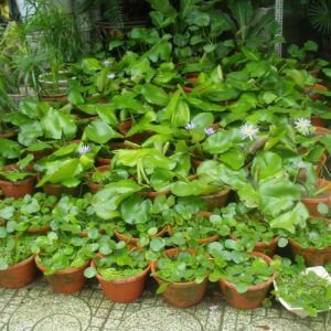 Cây bông súng